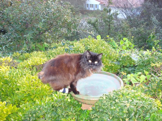 Static drinking from bird bath